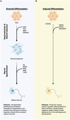 Diseased, differentiated and difficult: Strategies for improved engineering of in vitro neurological systems